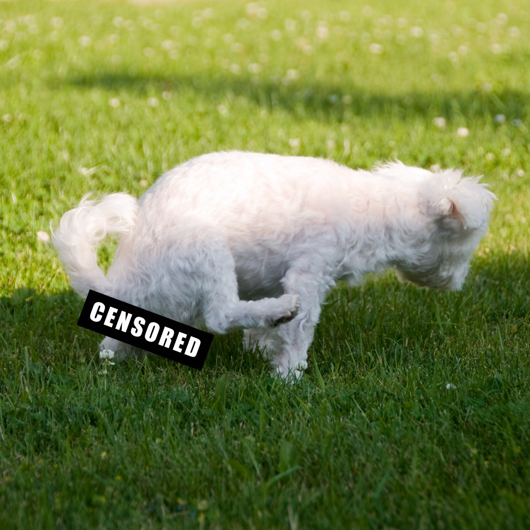 dog pooping in stevensville yard, with censored sign over the poop